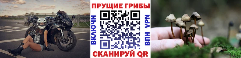 Купить закладки  Мантурово  Псилоцибиновые грибы MAGIC MUSHROOMS 